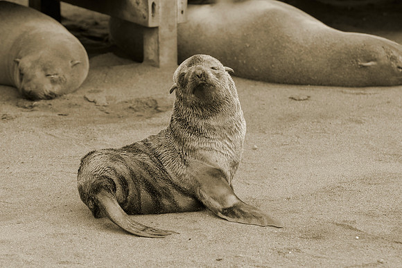 Bertazzoni, "Cape Cross", Namibia, Nikon, "Walvis Bay", "baby seal", beach, "black & white", boat, fish, fishing, fur, hunting, jumping, ocean, poaching, resting, rocks, sailing, sea, seal, seals, swi
