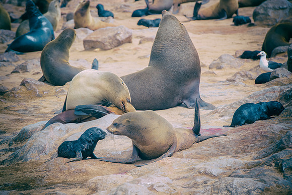 Bertazzoni, "Cape Cross", Namibia, Nikon, "Walvis Bay", "baby seal", beach, "black & white", boat, fish, fishing, fur, hunting, jumping, ocean, poaching, resting, rocks, sailing, sea, seal, seals, swi