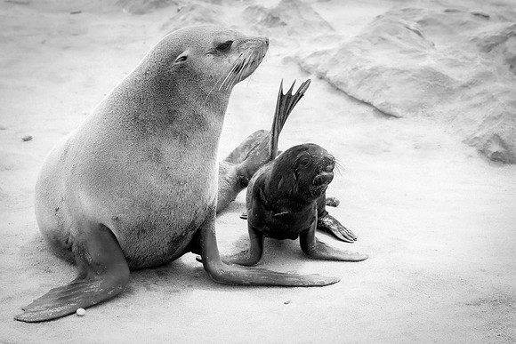 Bertazzoni, "Cape Cross", Namibia, Nikon, "Walvis Bay", "baby seal", beach, "black & white", boat, fish, fishing, fur, hunting, jumping, ocean, poaching, resting, rocks, sailing, sea, seal, seals, swi