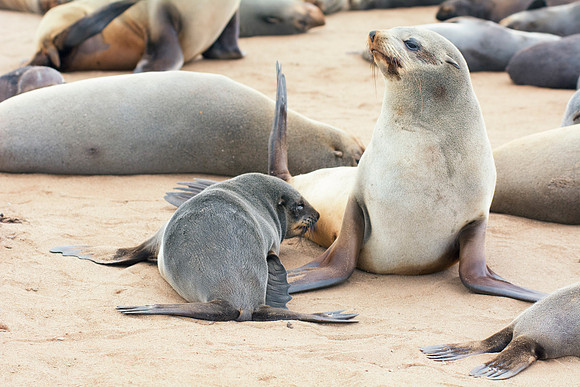 Bertazzoni, "Cape Cross", Namibia, Nikon, "Walvis Bay", "baby seal", beach, "black & white", boat, fish, fishing, fur, hunting, jumping, ocean, poaching, resting, rocks, sailing, sea, seal, seals, swi