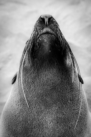 Bertazzoni, "Cape Cross", Namibia, Nikon, "Walvis Bay", "baby seal", beach, "black & white", boat, fish, fishing, fur, hunting, jumping, ocean, poaching, resting, rocks, sailing, sea, seal, seals, swi