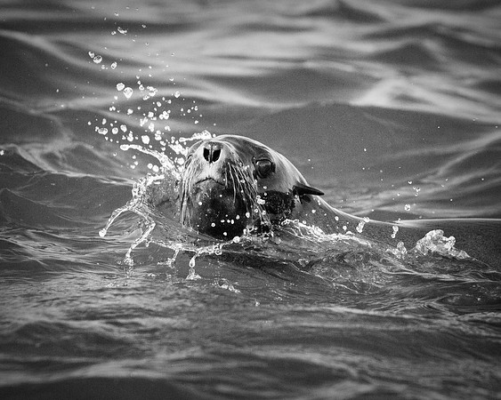 Bertazzoni, "Cape Cross", Namibia, Nikon, "Walvis Bay", "baby seal", beach, "black & white", boat, fish, fishing, fur, hunting, jumping, ocean, poaching, resting, rocks, sailing, sea, seal, seals, swi