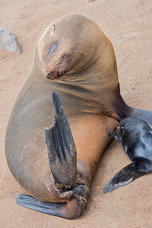 Bertazzoni, "Cape Cross", Namibia, Nikon, "Walvis Bay", "baby seal", beach, "black & white", boat, fish, fishing, fur, hunting, jumping, ocean, poaching, resting, rocks, sailing, sea, seal, seals, swi