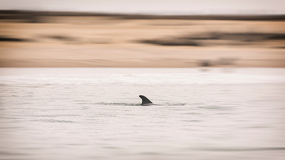 Dolphin's Fin