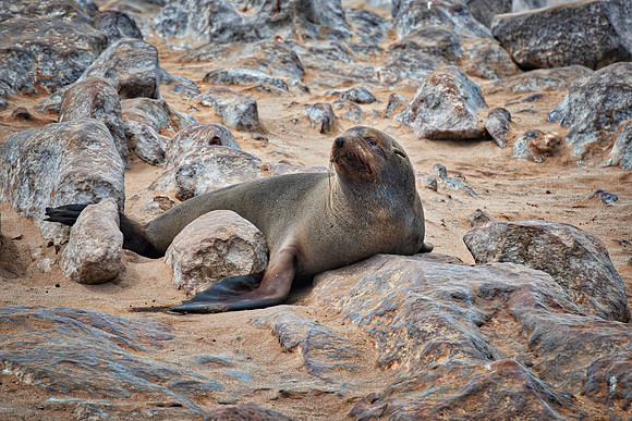 Bertazzoni, "Cape Cross", Namibia, Nikon, "Walvis Bay", "baby seal", beach, "black & white", boat, fish, fishing, fur, hunting, jumping, ocean, poaching, resting, rocks, sailing, sea, seal, seals, swi