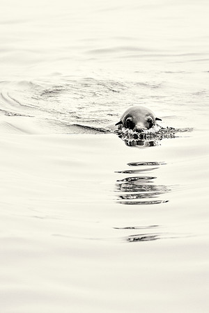 Seal