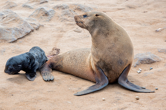 Bertazzoni, "Cape Cross", Namibia, Nikon, "Walvis Bay", "baby seal", beach, "black & white", boat, fish, fishing, fur, hunting, jumping, ocean, poaching, resting, rocks, sailing, sea, seal, seals, swi