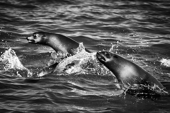 Bertazzoni, "Cape Cross", Namibia, Nikon, "Walvis Bay", "baby seal", beach, "black & white", boat, fish, fishing, fur, hunting, jumping, ocean, poaching, resting, rocks, sailing, sea, seal, seals, swi