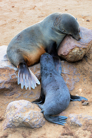 Bertazzoni, "Cape cross", Namibia, Nikon, "Walvis Bay", beach, "black & white", boat, fish, fishing, fur, hunting, jumping, ocean, poaching, resting, rocks, sailing, sea, seal, seals, swimming, vacati