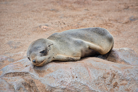 Bertazzoni, "Cape Cross", Namibia, Nikon, "Walvis Bay", "baby seal", beach, "black & white", boat, fish, fishing, fur, hunting, jumping, ocean, poaching, resting, rocks, sailing, sea, seal, seals, swi