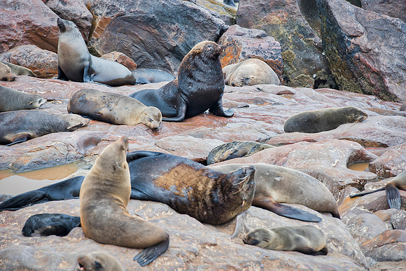 Bertazzoni, "Cape Cross", Namibia, Nikon, "Walvis Bay", "baby seal", beach, "black & white", boat, fish, fishing, fur, hunting, jumping, ocean, poaching, resting, rocks, sailing, sea, seal, seals, swi