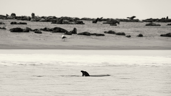 Dolphin's Fin