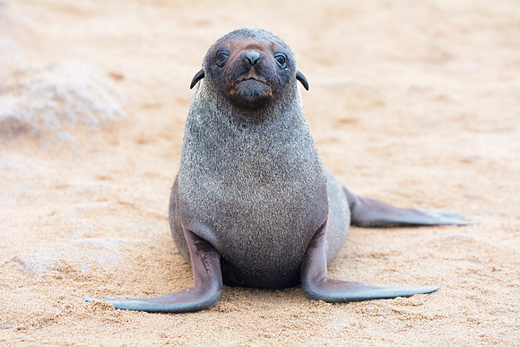 Bertazzoni, "Cape Cross", Namibia, Nikon, "Walvis Bay", "baby seal", beach, "black & white", boat, fish, fishing, fur, hunting, jumping, ocean, poaching, resting, rocks, sailing, sea, seal, seals, swi