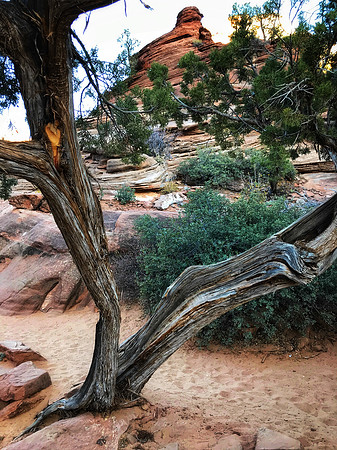 Twisted Tree