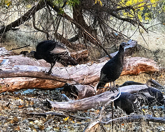 Wild Turkeys