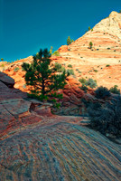Life on Rocks