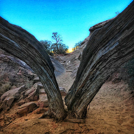 Twisted Tree