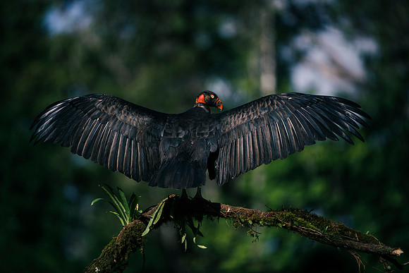 King Vulture