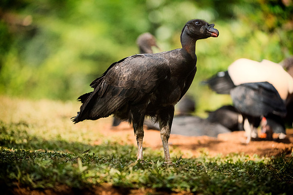 Juvenile King Vulture