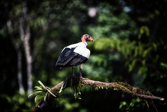 King Vulture