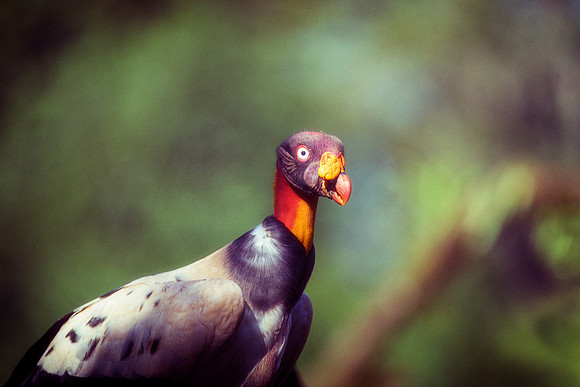 King Vulture