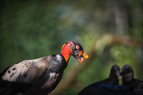 King Vulture