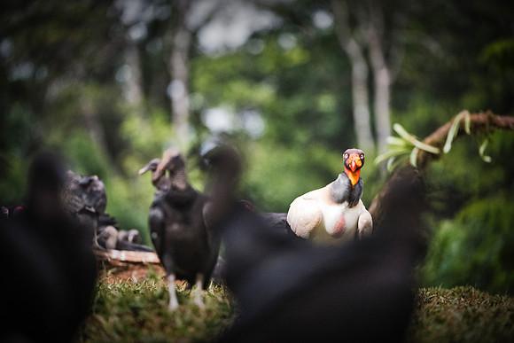 King Vulture