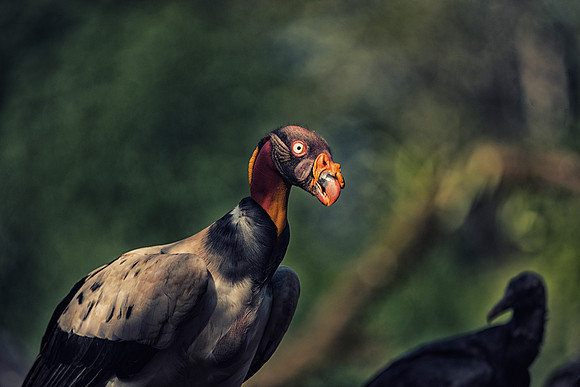 King Vulture
