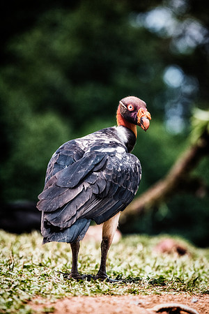 King Vulture