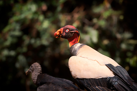 King Vulture