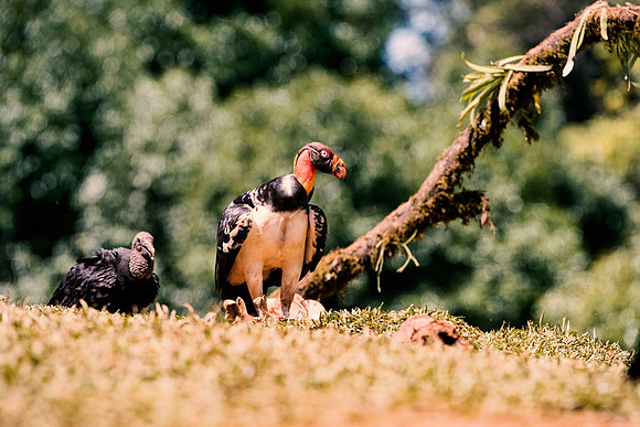 King Vulture