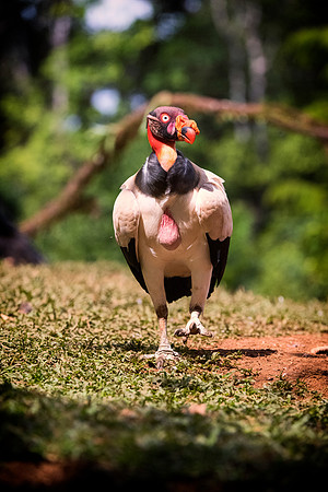 King Vulture