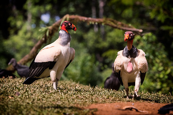 King Vulture