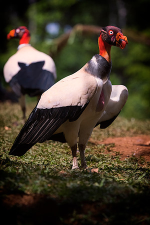 King Vulture