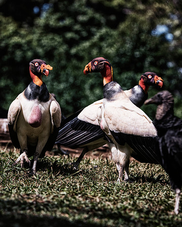 King Vulture