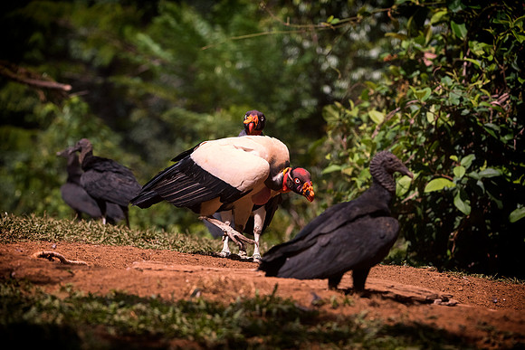 King Vulture