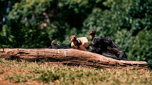 King Vulture