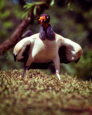 King Vulture