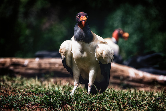 King Vulture