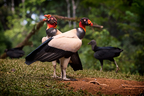 King Vulture