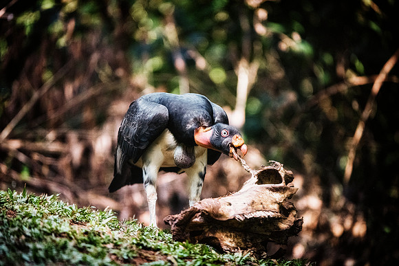 King Vulture