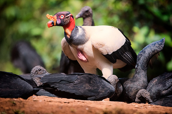 King Vulture