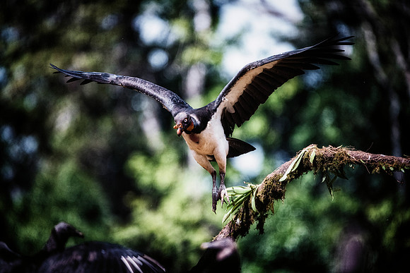 King Vulture