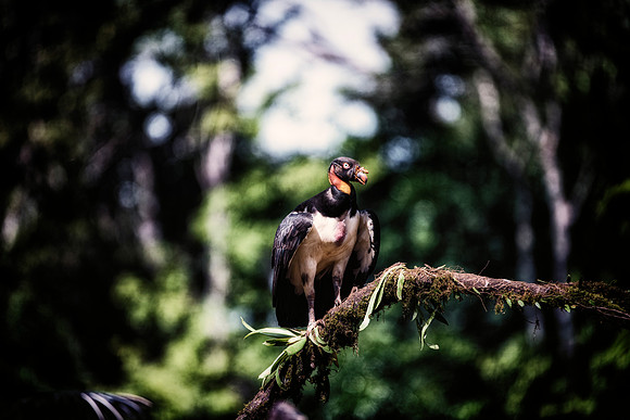 King Vulture