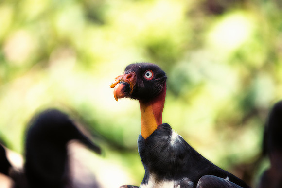 King Vulture