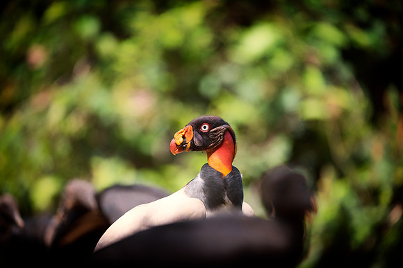 King Vulture
