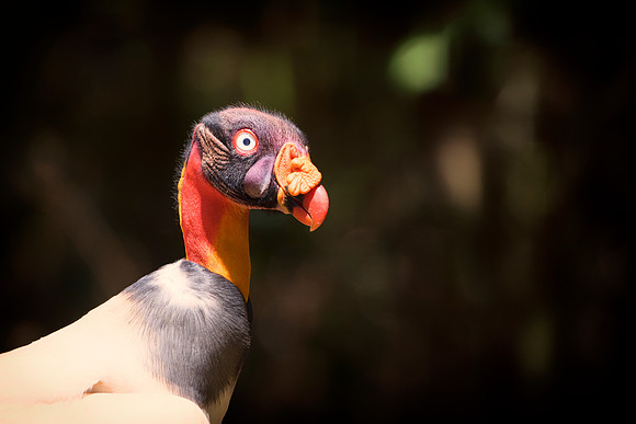 King Vulture