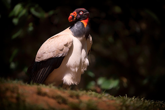 King Vulture