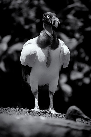 King Vulture