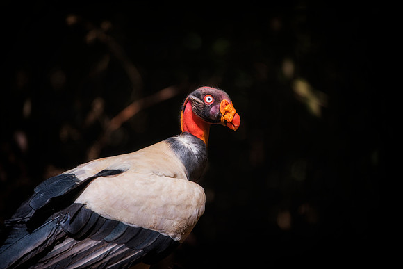 King Vulture